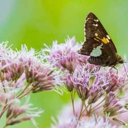 Hillman State Park - Silver spotted skipper butterfly on joe pye weed
