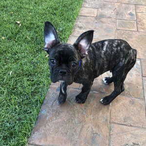 aloha affordable veterinary