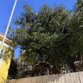 Garcia Professional Tree Service - before - Tree Services Near Me