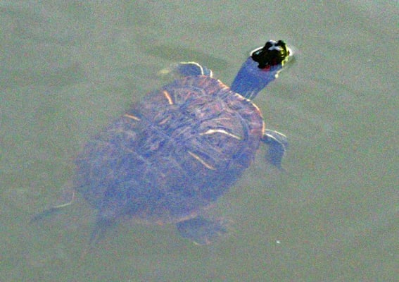 Cajun Country Cottages Bed and Breakfast by null