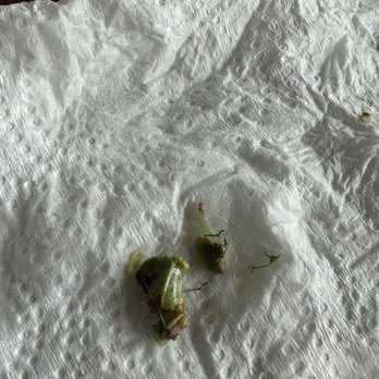 Scratch Bakery Cafe - CUBAN COCKROACH - Cafes Near Me - Laguna Hills, California