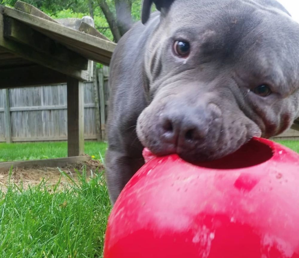 ANIMAL HOUSE KENNEL Updated September 2024 28 Photos 24100