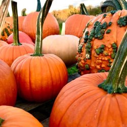 FarmAtHome - Pumpkins