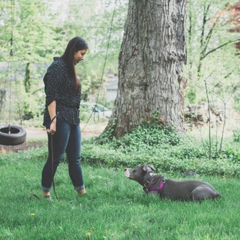 Give Paw Dog Training - Pet Training Near Me Give Paw Dog Training - Pet Training Near Me
