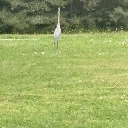 San Diego School of Creative and Performing Arts - Heron bird visiting campus