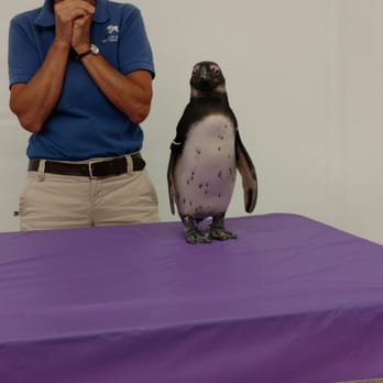 National Aviary - Sarah (Amaaaaazing) and Happy the Penguin - Zoos Near Me - Pittsburgh, Pennsylvania National Aviary - Sarah (Amaaaaazing) and Happy the Penguin - Zoos Near Me - Pittsburgh, Pennsylvania