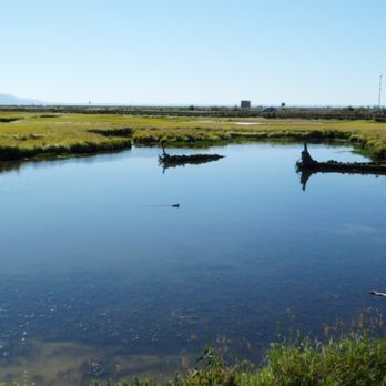 Potter Marsh - Driftwood in the river not far from where the silvers are. - Parks Near Me - Anchorage, Alaska