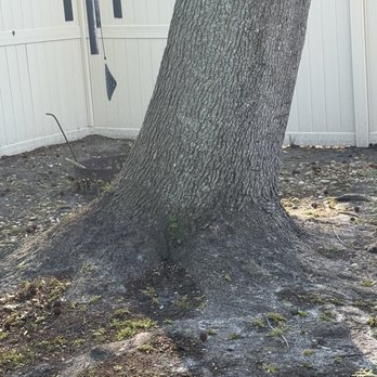 American Tree Solutions - Tree Services Near Me - Jacksonville, Florida American Tree Solutions - Tree Services Near Me - Jacksonville, Florida