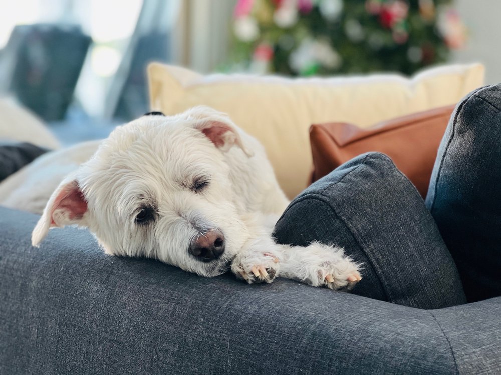 KREATIV PET KLIPS 35 Photos 2600 Cordes Dr, Sugar Land, Texas Pet