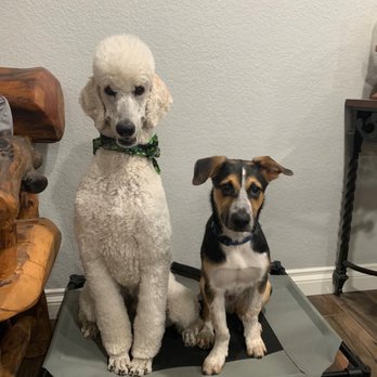 Canine Purpose - Pet Training Near Me - Rocklin, California