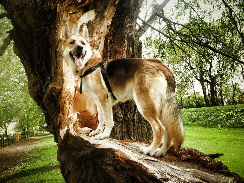 WALK BARK RUN 5 Allan Lea Terrace, Dunfermline, Fife, United Kingdom Dog Walkers Phone