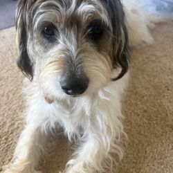 Debbie's Pet Boutique - I can see again!