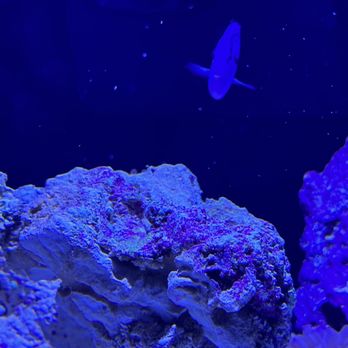 High Tide Aquatics - Local Fish Stores Near Me - Oakland, California High Tide Aquatics - Local Fish Stores Near Me - Oakland, California