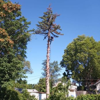A+ Limb and Trim - Emergency removal: struck by lightning. - Tree Services Near Me A+ Limb and Trim - Emergency removal: struck by lightning. - Tree Services Near Me