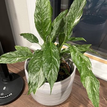 Fresh Indoor Plants - Indoor Landscaping Near Me - Ontario, California