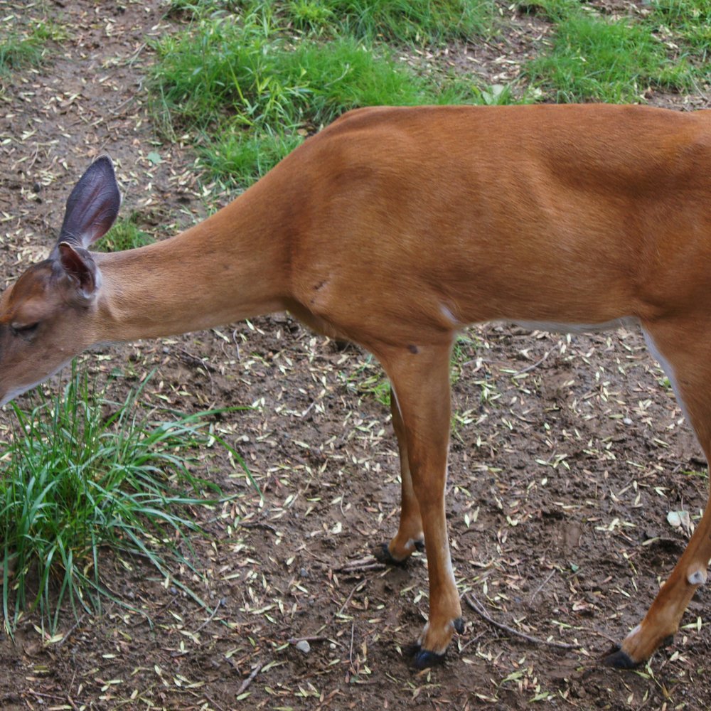Squam Lakes Natural Science Center - Deer - Zoos Near Me - Holderness, New Hampshire