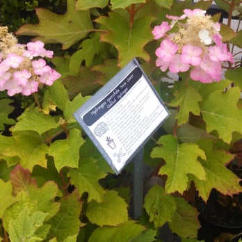 East Bay Nursery - Rare hydrangea cultiver - Nurseries & Gardening Near Me - Berkeley, California East Bay Nursery - Rare hydrangea cultiver - Nurseries & Gardening Near Me - Berkeley, California