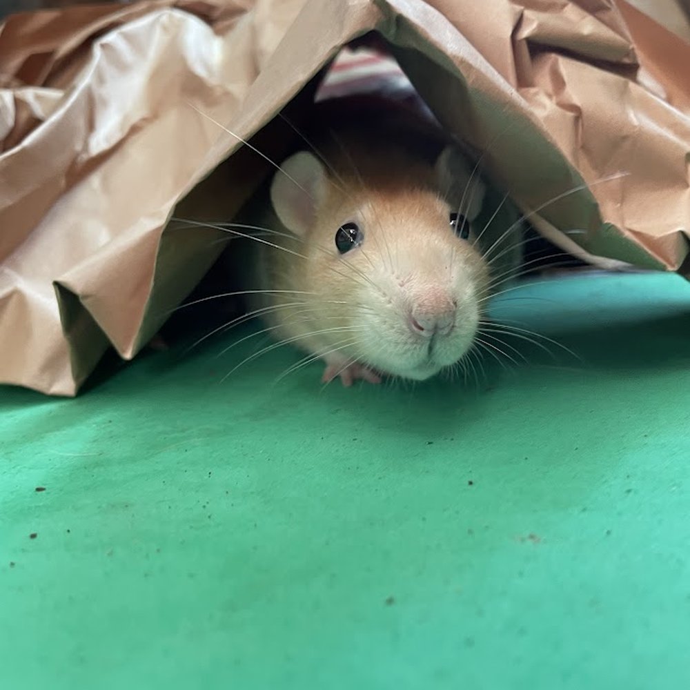 Glamorous Gouldians - Taako coming out from under the packaging paper to investigate me. - Bird Shops Near Me - Brighton, Michigan