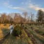 Photo of Dumas Christmas Tree Farm