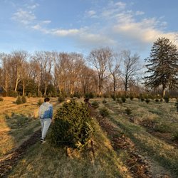 Dumas Christmas Tree Farm
