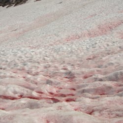 Pear Lake Via the Hump Trail - Bacteria that helps cure diseases were in abundance here.