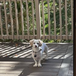 Arrowhead Animal Hospital - The "brat" puppers