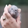 Photo of Best Friend Rodent Rescue
