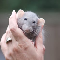 Best Friend Rodent Rescue - Come meet your new best friend!