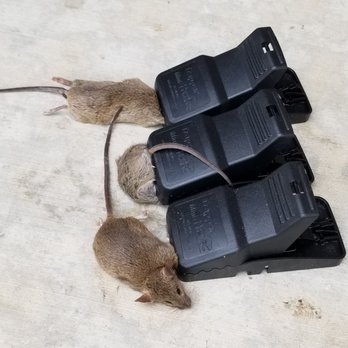 Str8Up Pest Solutions - They had to get the PNut Butter - Pest Control Near Me Str8Up Pest Solutions - They had to get the PNut Butter - Pest Control Near Me