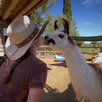 Sugar Sweet Farm - [Lama] kiss you - Attraction Farms Near Me