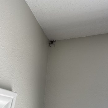 Kill A Bug - Huntsman Spider #pest control - Pest Control Near Me - Orange park, Florida Kill A Bug - Huntsman Spider #pest control - Pest Control Near Me - Orange park, Florida