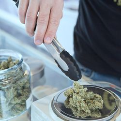 Healthy is Sexy Cannabis Delivery & Weed Delivery - Perfect buds -- ripe for the taking!