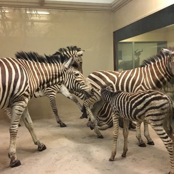 Field Museum - Museums Near Me - Chicago, Illinois Field Museum - Museums Near Me - Chicago, Illinois