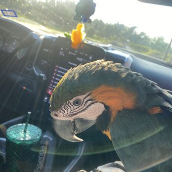 ABC Birds - Pet Stores Near Me - Humble, Texas ABC Birds - Pet Stores Near Me - Humble, Texas