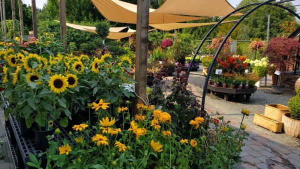 Flower House Cafe by null