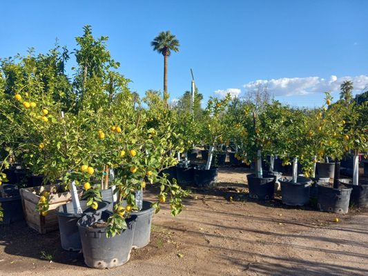 Whitfill Nursery by null