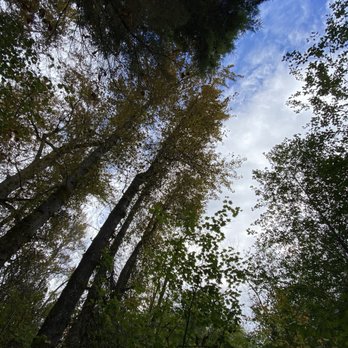 Lewis Creek Park - Pretty forested trail - Parks Near Me - Bellevue, Washington Lewis Creek Park - Pretty forested trail - Parks Near Me - Bellevue, Washington