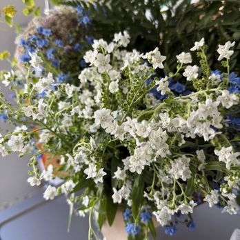 Pocket of Posies - Same - Florists Near Me - Eureka, California Pocket of Posies - Same - Florists Near Me - Eureka, California