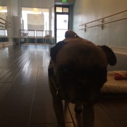 Whole Body Barre - Puppy friendly!
