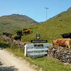 Inverlochlarig Venison & Lamb - It's technically a private road beyond the sign, but just keep on going 'til you see the house on the left before the road bends