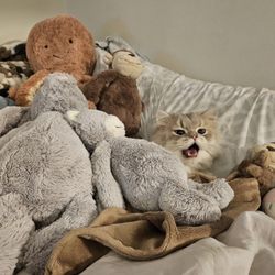 Cats Dogs