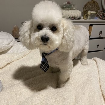 PetSmart - Best well groomed cut. Thank you Melinda!! - Pet Training Near Me - Las Vegas, Nevada PetSmart - Best well groomed cut. Thank you Melinda!! - Pet Training Near Me - Las Vegas, Nevada