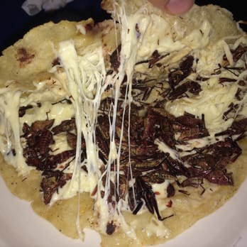 Lindo Oaxaca - Quesadilla de chapulines! Looks scary! But it's actually pretty tasty! - Mexican Near Me - Los Angeles, California