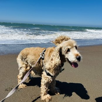 Rodeo Beach - Zoey, in her happy place! - Beaches Near Me - Sausalito, California