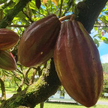 Lavaloha - Cacao - Chocolatiers & Shops Near Me - Hilo, Hawaii Lavaloha - Cacao - Chocolatiers & Shops Near Me - Hilo, Hawaii