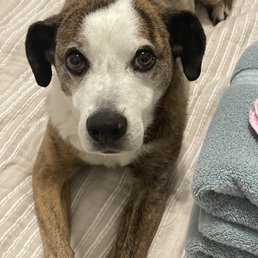 I love my vets and admin team! - Buddy the Dog