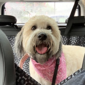 Olde Towne Pet Resort - @mayawheaten in the car after her first grooming at the Olde Towne Pet Resort. - Pet Groomers Near Me - Springfield, Virginia Olde Towne Pet Resort - @mayawheaten in the car after her first grooming at the Olde Towne Pet Resort. - Pet Groomers Near Me - Springfield, Virginia