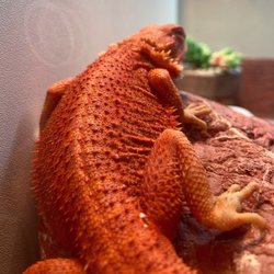 Dragon Canyon - KROV