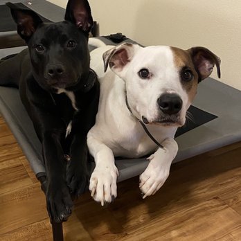 Atlas Working K-9s - Pet Boarding Near Me - Anchorage, Alaska