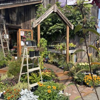 Alena Jean - Florists Near Me - Half Moon Bay, California Alena Jean - Florists Near Me - Half Moon Bay, California